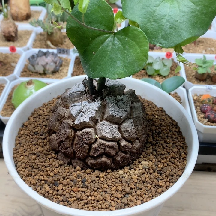 南非龟甲龙带盆8.1cm