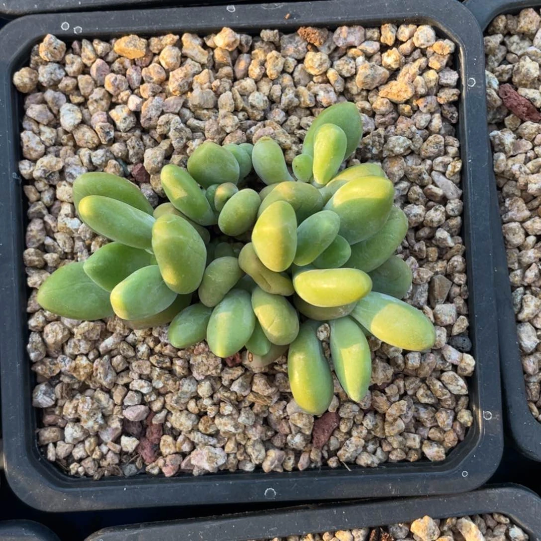 芒果奶酪多肉叶插八头朵朵缀48