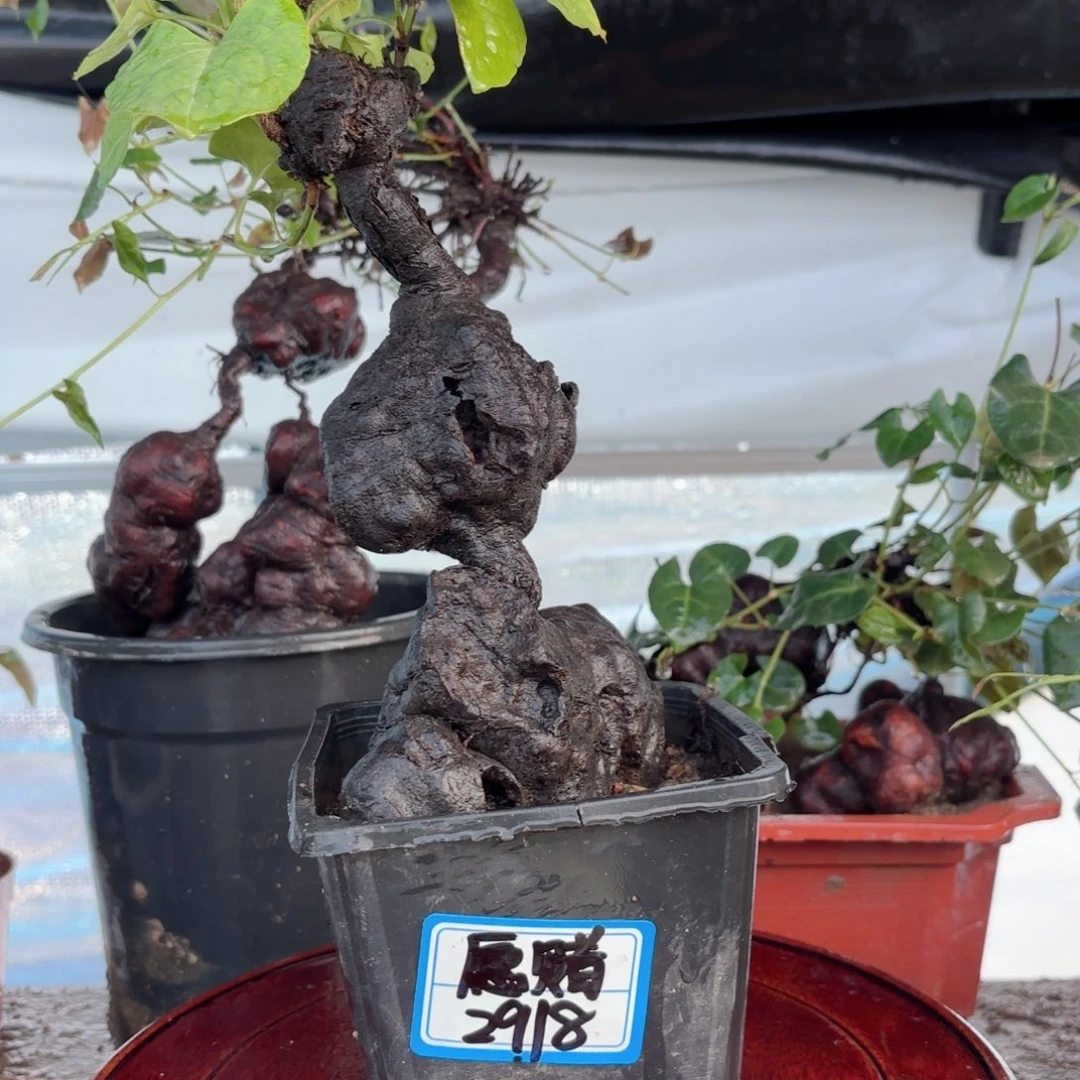 无花朵野生何首乌