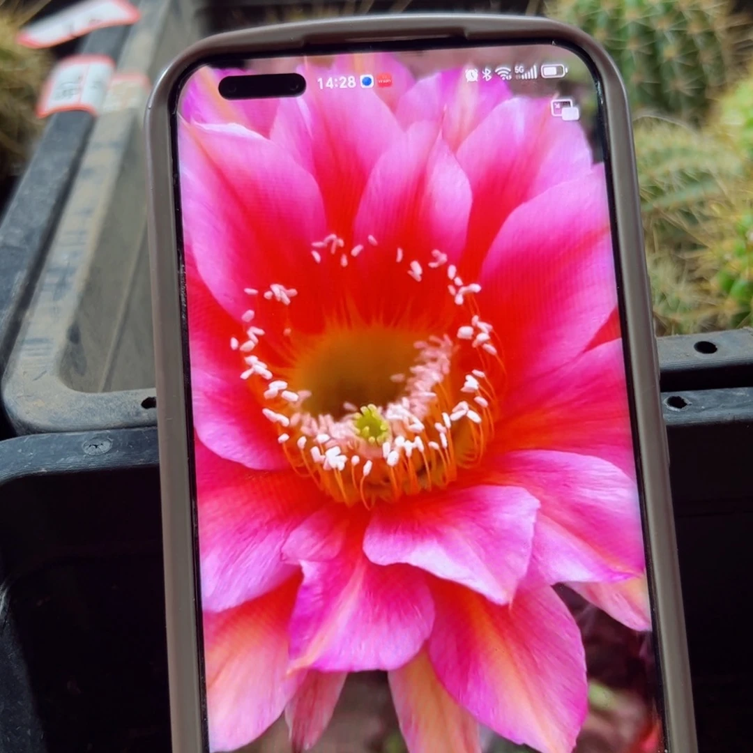 下104彩草路易斯歪侧芽4公分左右20包邮