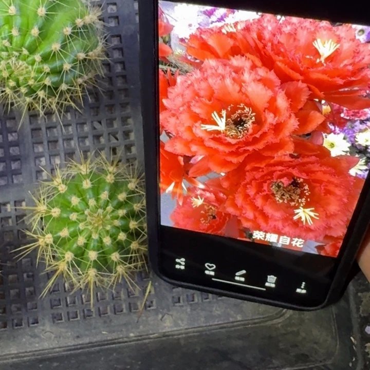 23毛荣耀自花歪4公分左右无根侧牙，20包邮