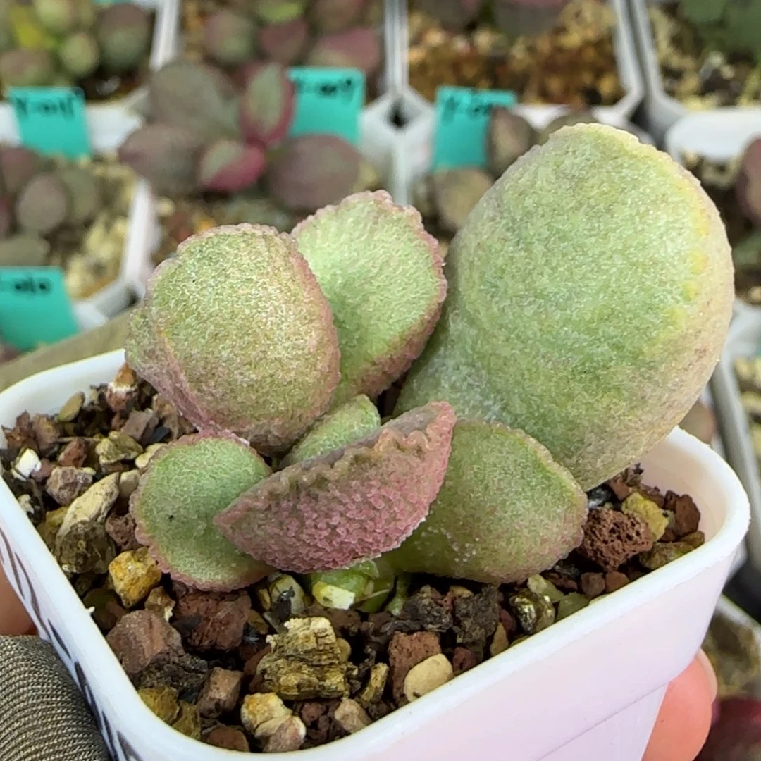 无花朵172-018叶插，四方盆