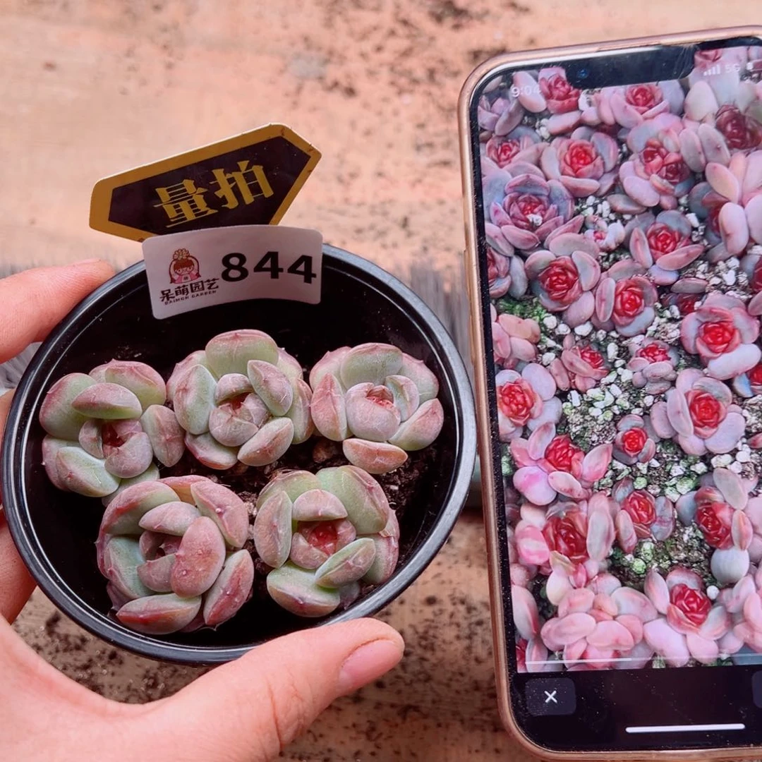 多肉植物多肉植物