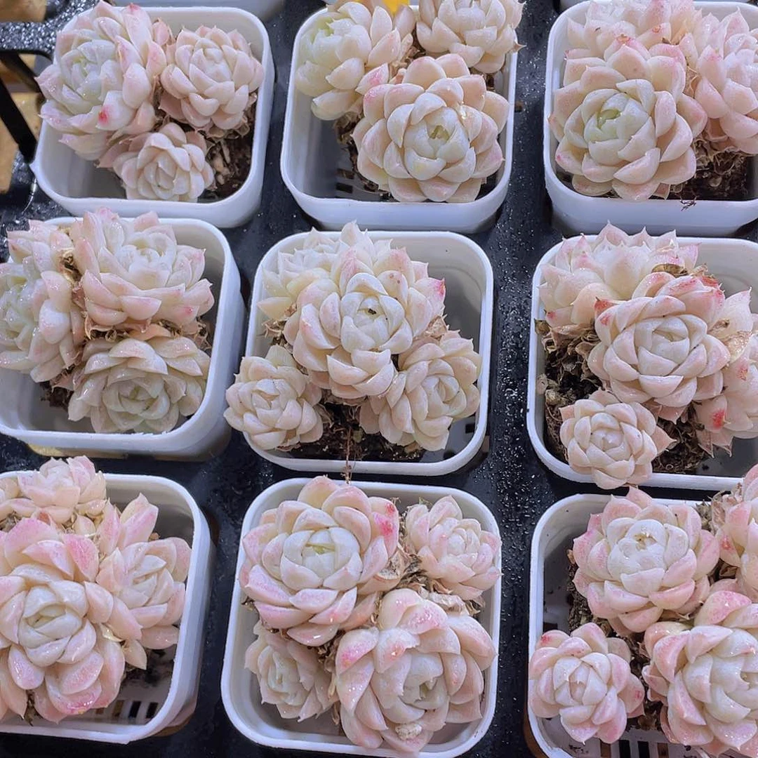 1390号 奶油白月影多头群2个