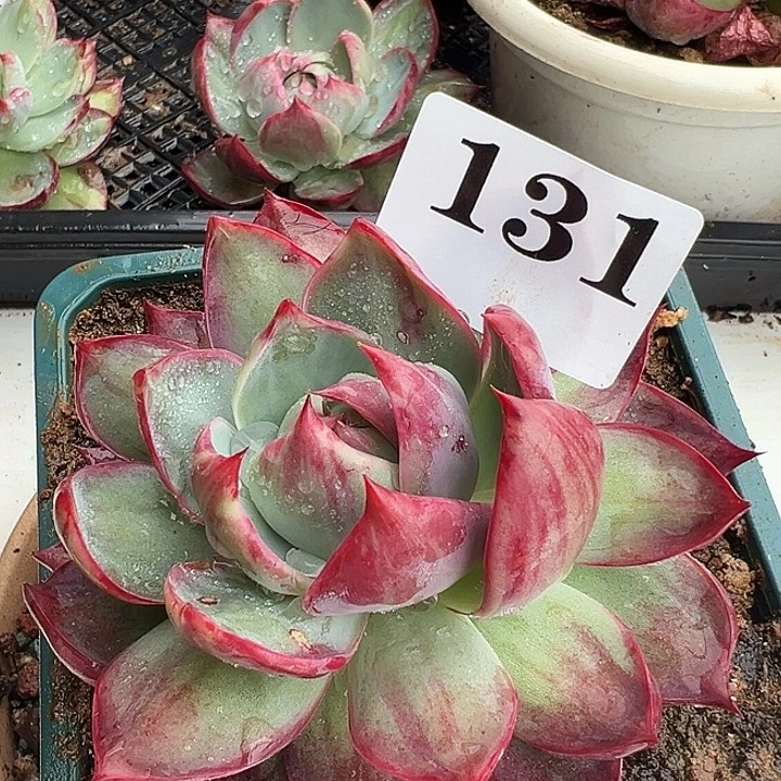 惊鸿惊鸿惊鸿131叶展10默认裸根发货