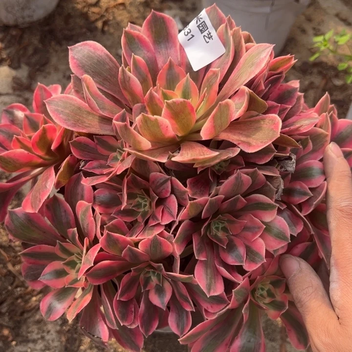 女妖多肉植物331法师