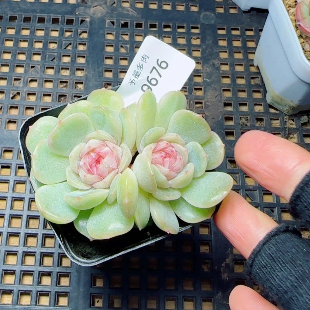 梦奇，9676多肉植物