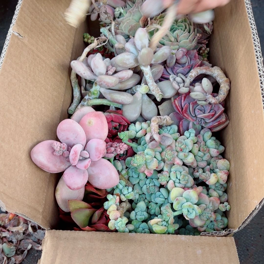 阿*杂花瑕疵断头处理不售后2