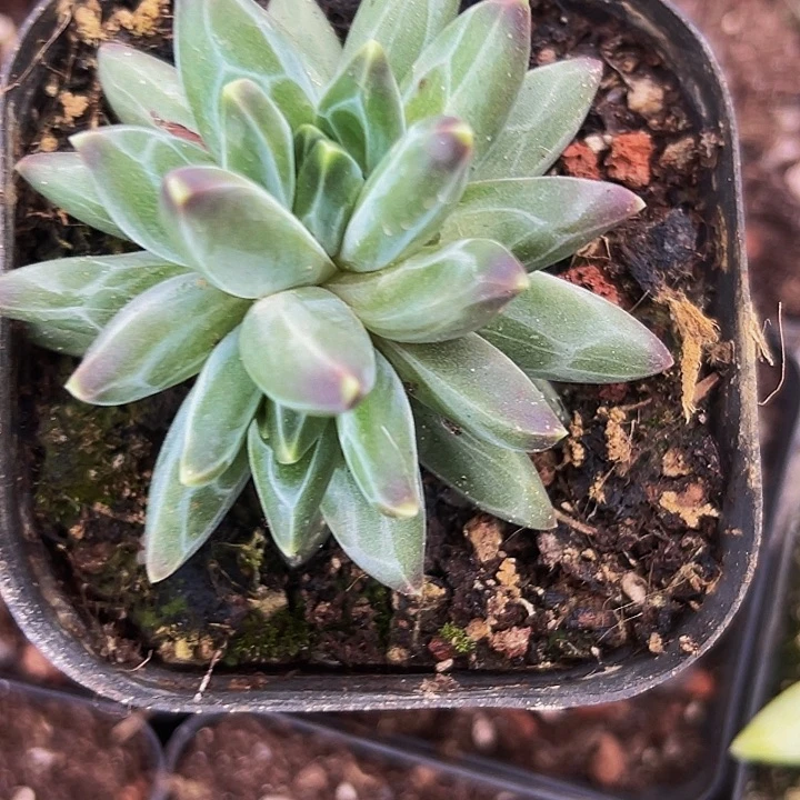 1颗美人系列多肉植物