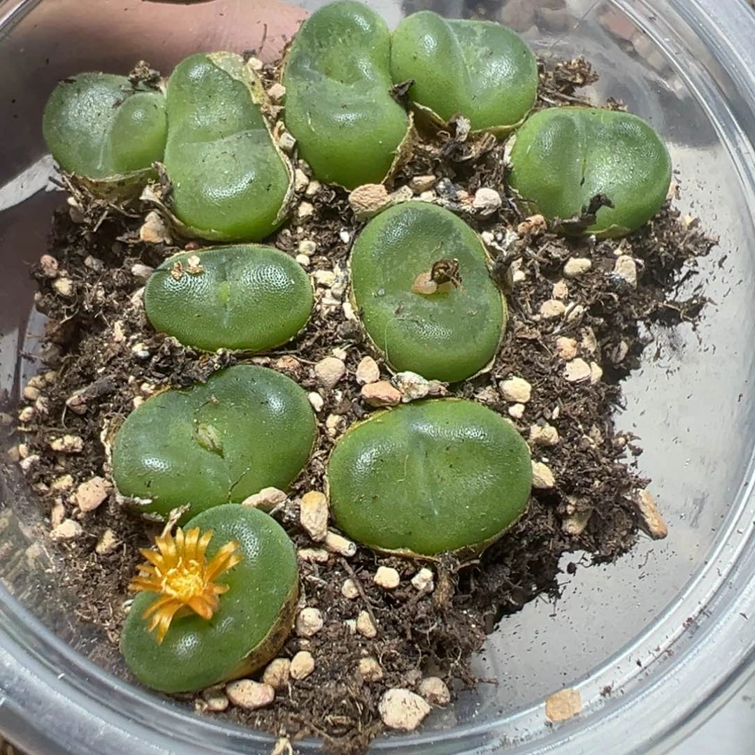 【闪购商品】 401。