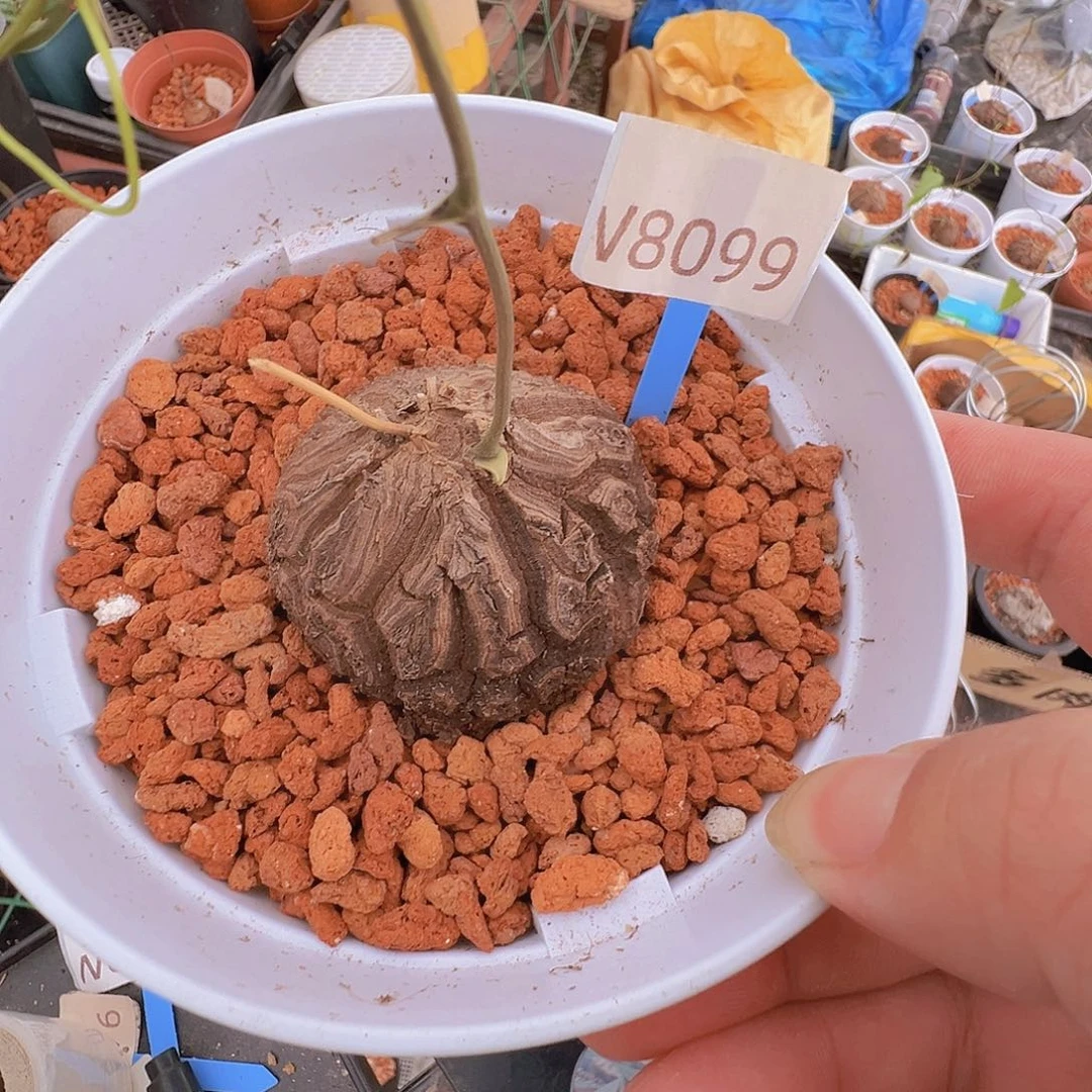 洋***你多肉植物专拍 一物一拍 墨西哥龟甲龙8099