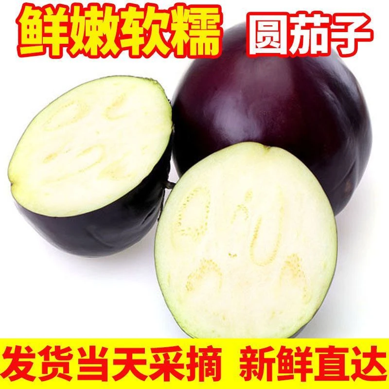 新鲜现摘紫皮圆茄子当季时令蔬菜产地直发营养美味