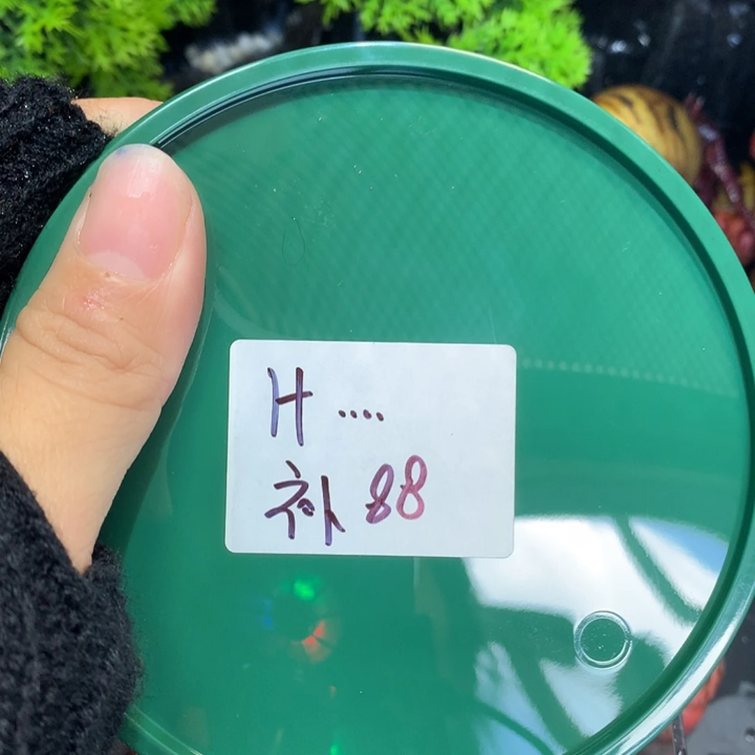 h…补专拍奔跑的寄居蟹