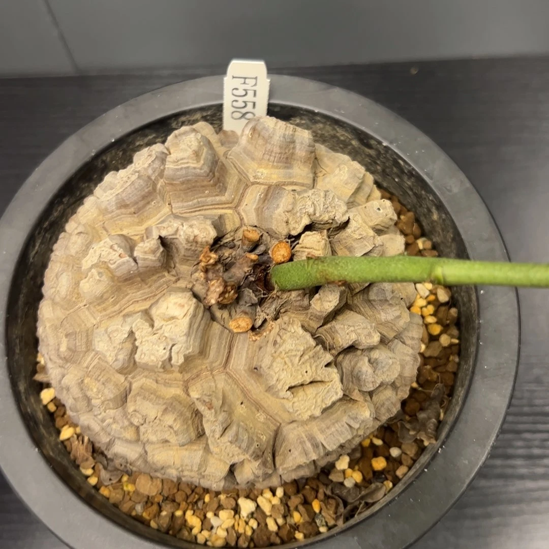 精品盆栽养定的龟甲龙558号