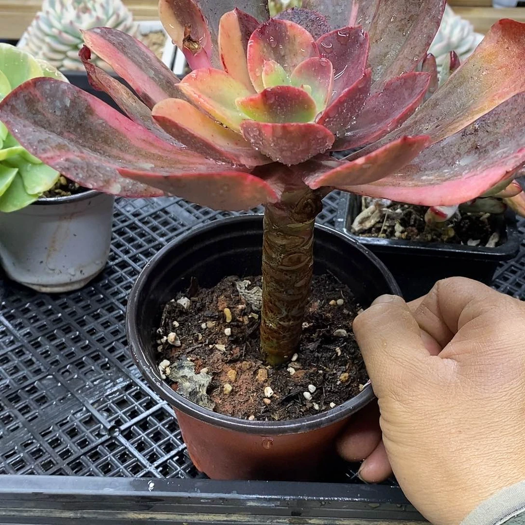 1601 花筏杂花脸锦有杆子