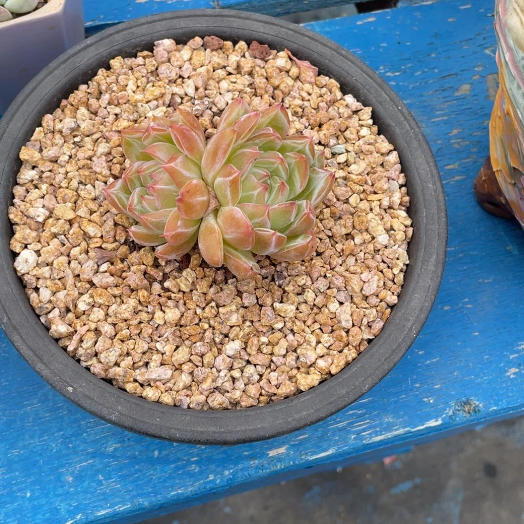 豆总多肉雪花珍妮