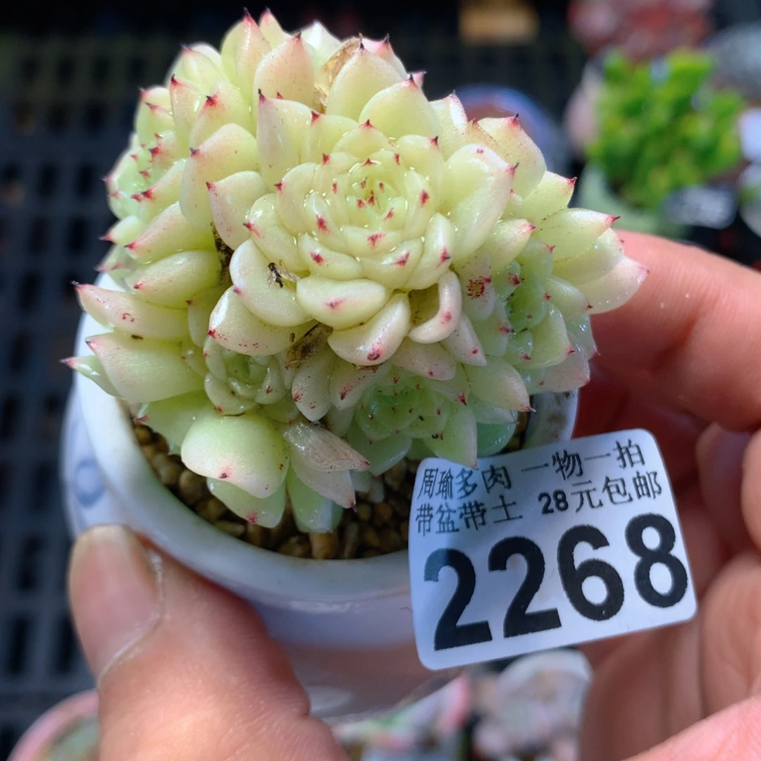 精控多肉植物2268