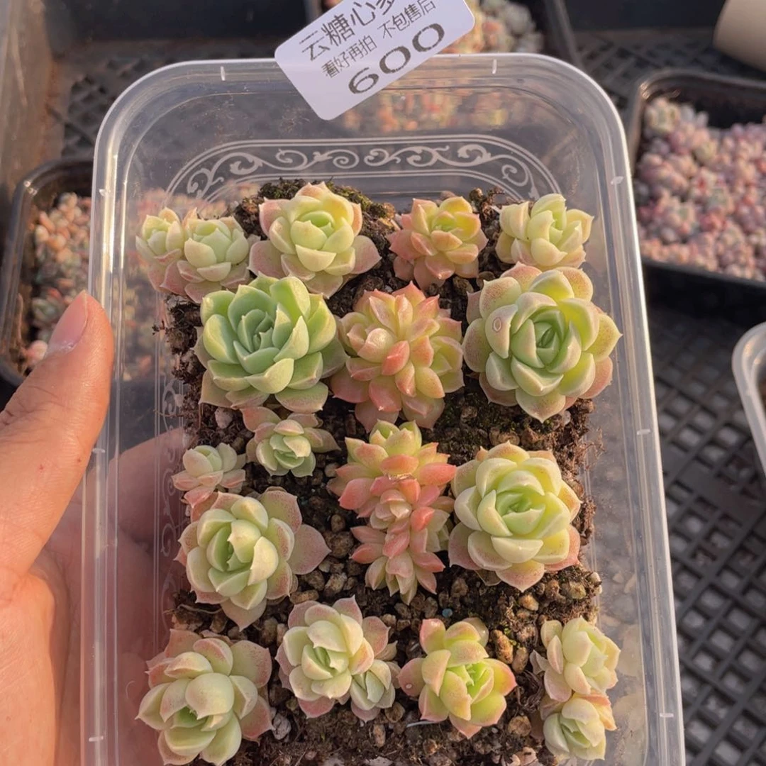 云糖心多肉植物600