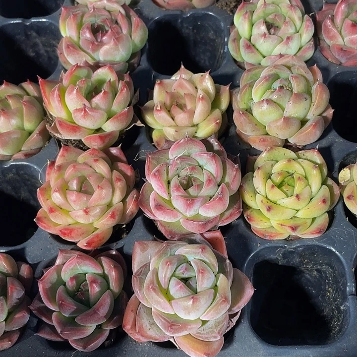 小东云杂1元带土发