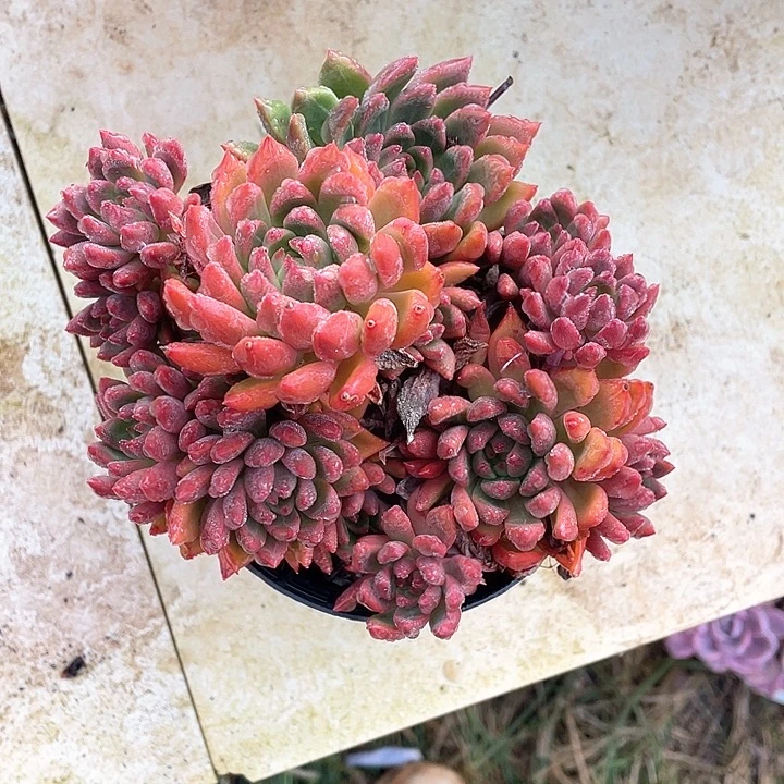 百***乐胭脂东云多肉植物