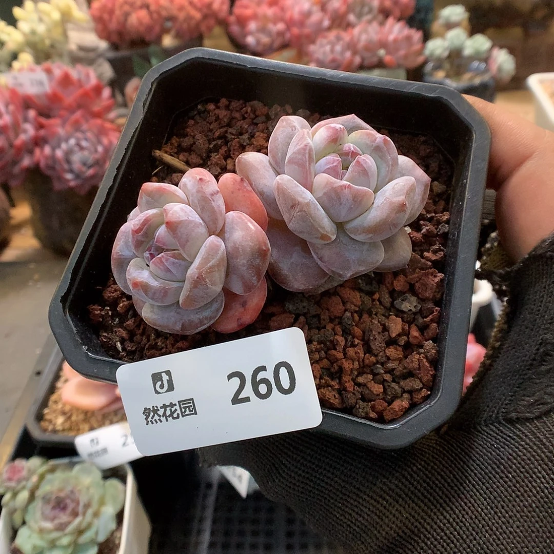 260星影多肉植物6666