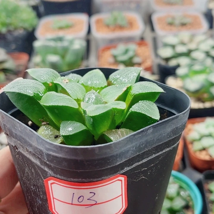 十二卷 实生寿 福利