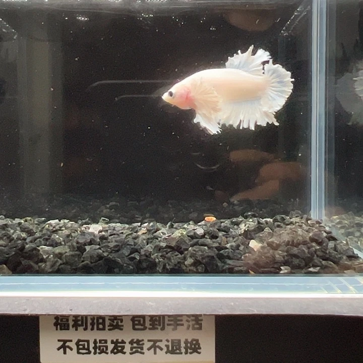 斗鱼竞拍跑单拉黑21日106