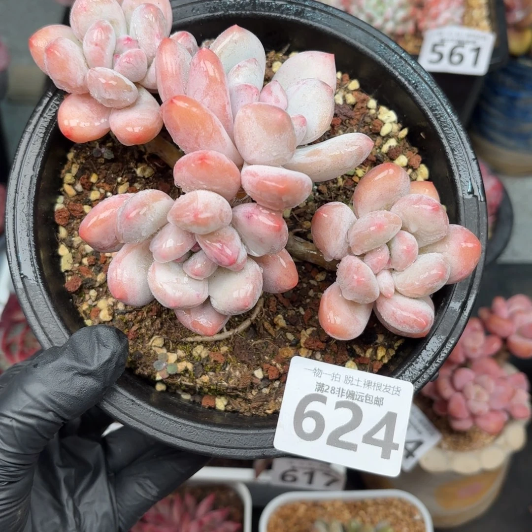 香水老桩无盆土发货