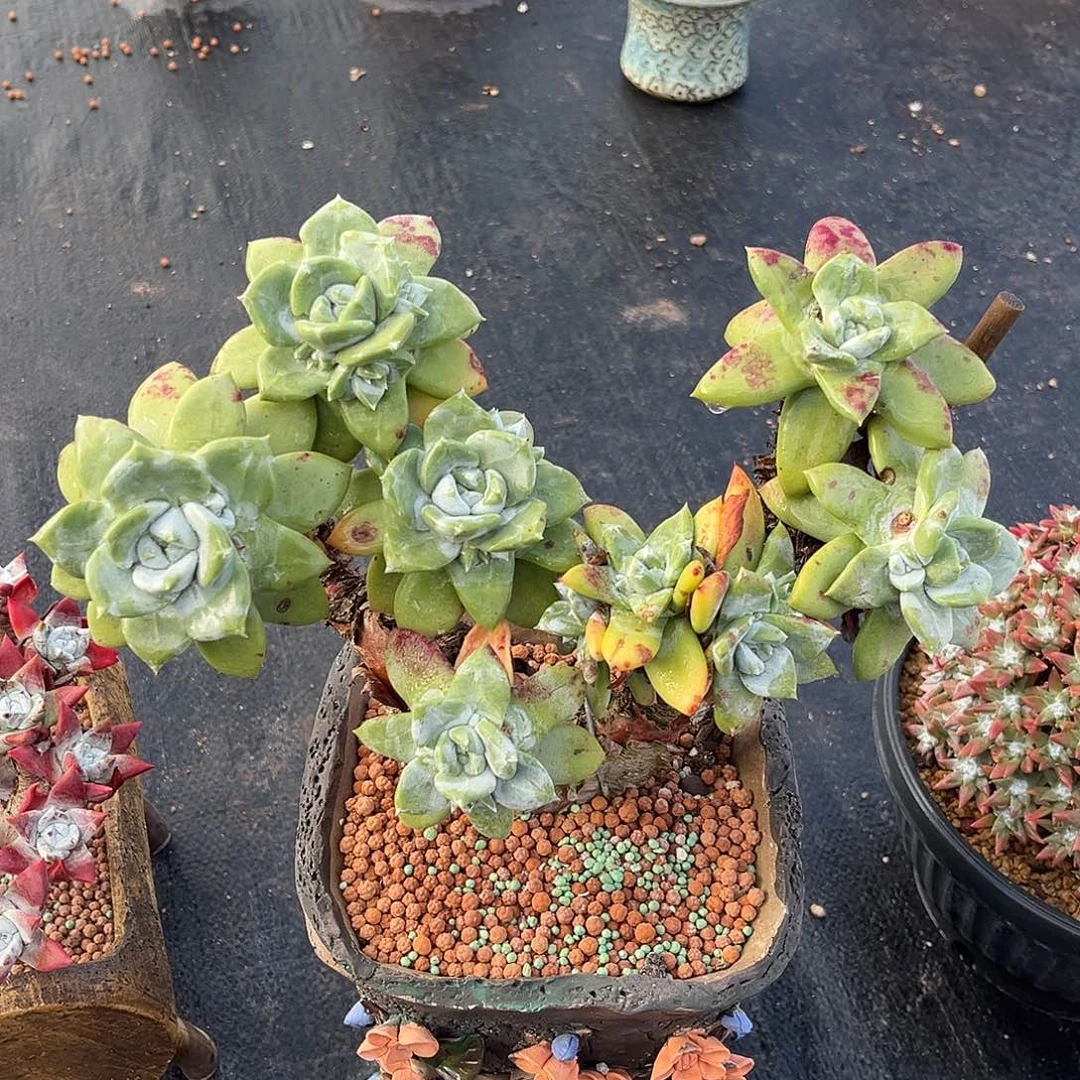 苹果叶脸九头帕帕