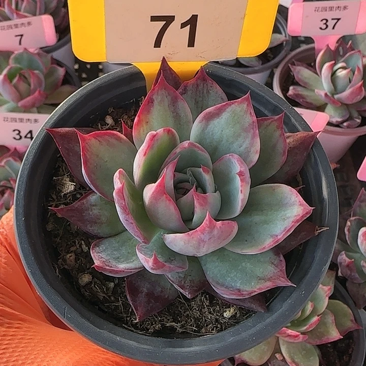 71 惊鸿仙子多肉植物6-9cm