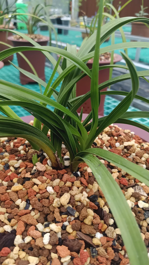 惠兰艺草花草新品（补差价）