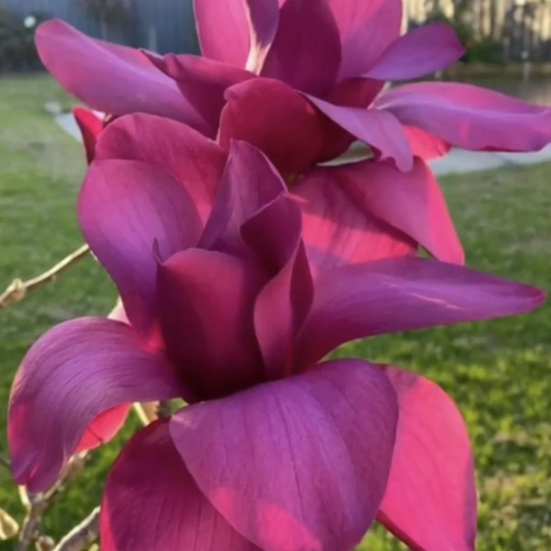 特大花朵火神玉兰花浓香型二季开花盆栽地栽庭院植物红紫玉兰苗