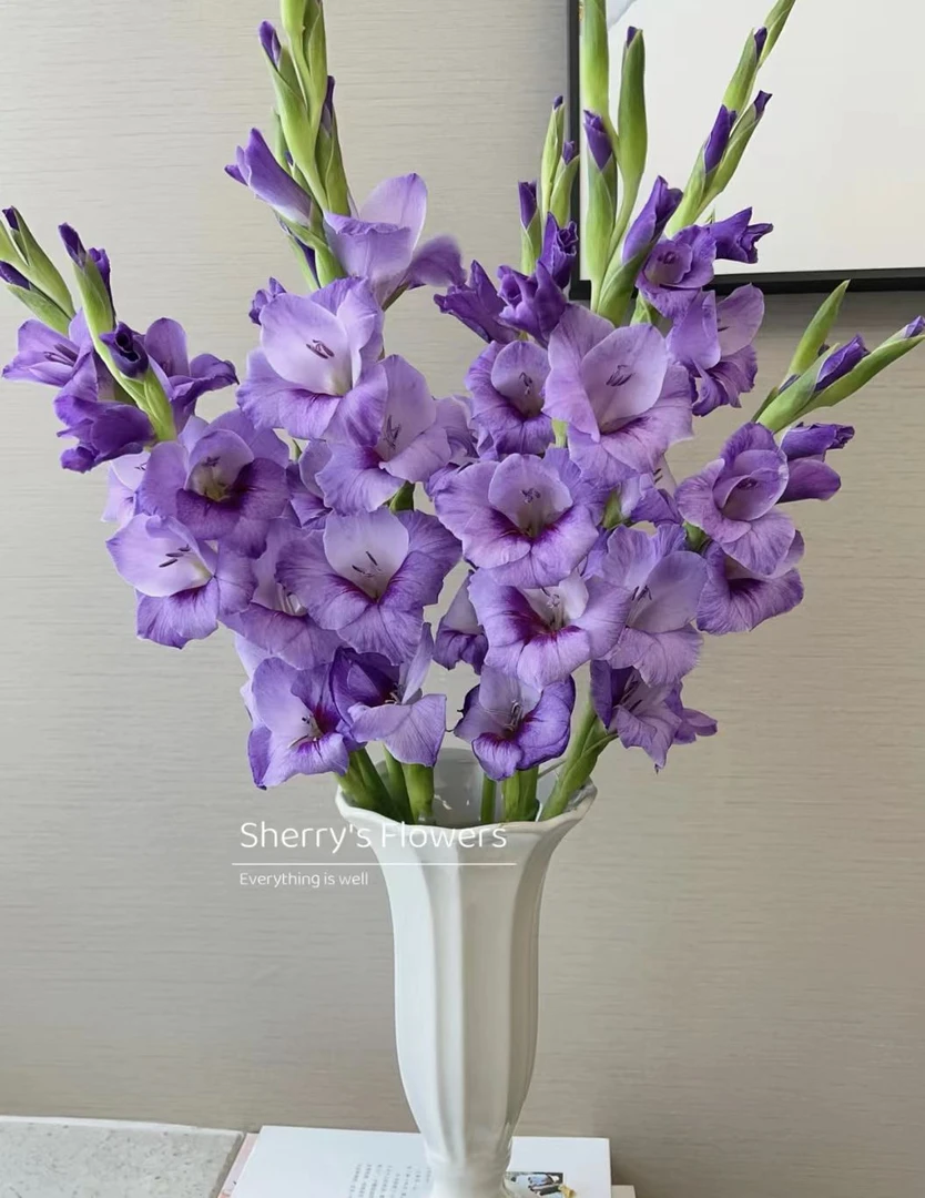 【紫色舞会】云南基地直发紫色菖蒲鲜花芳香好看漂亮