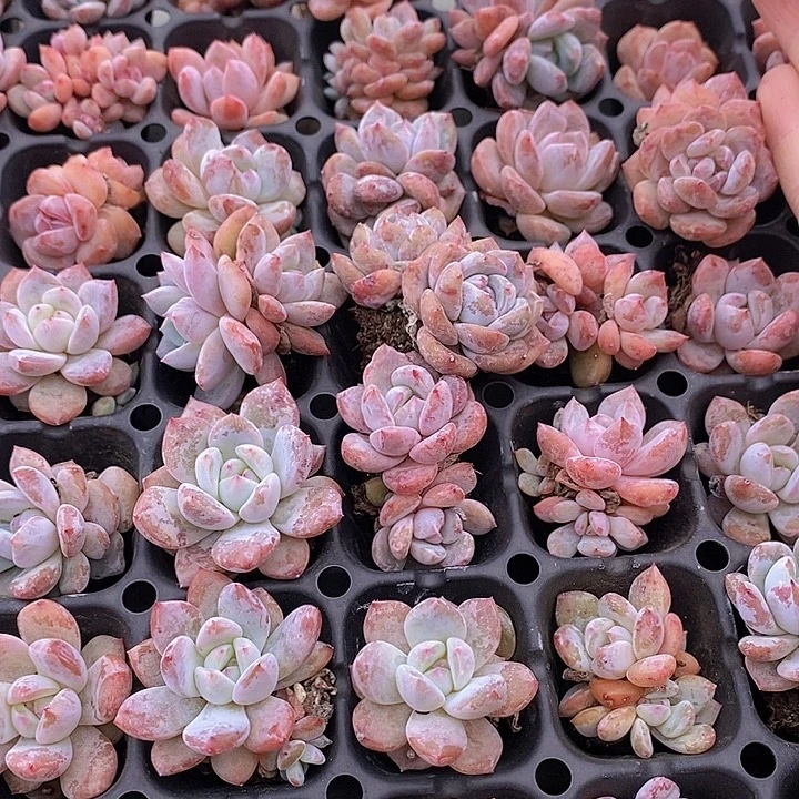 85 多肉植物盆栽植物