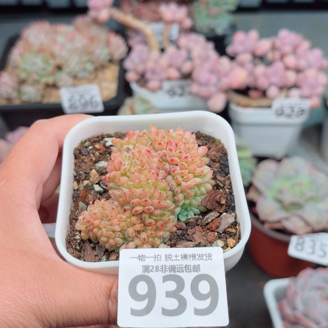 白胖子缀化多肉多肉