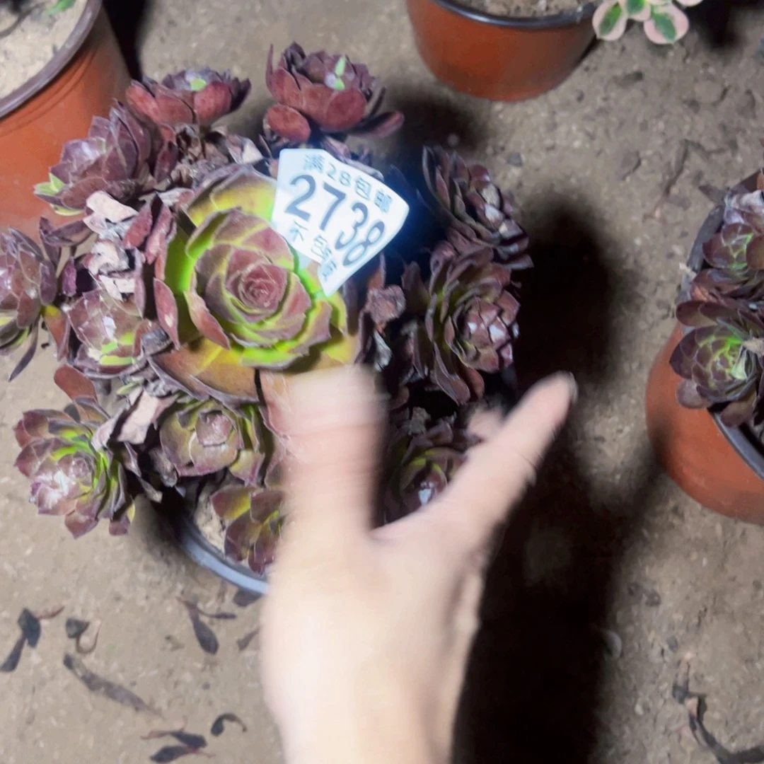 虹***黑美人多肉植物2738