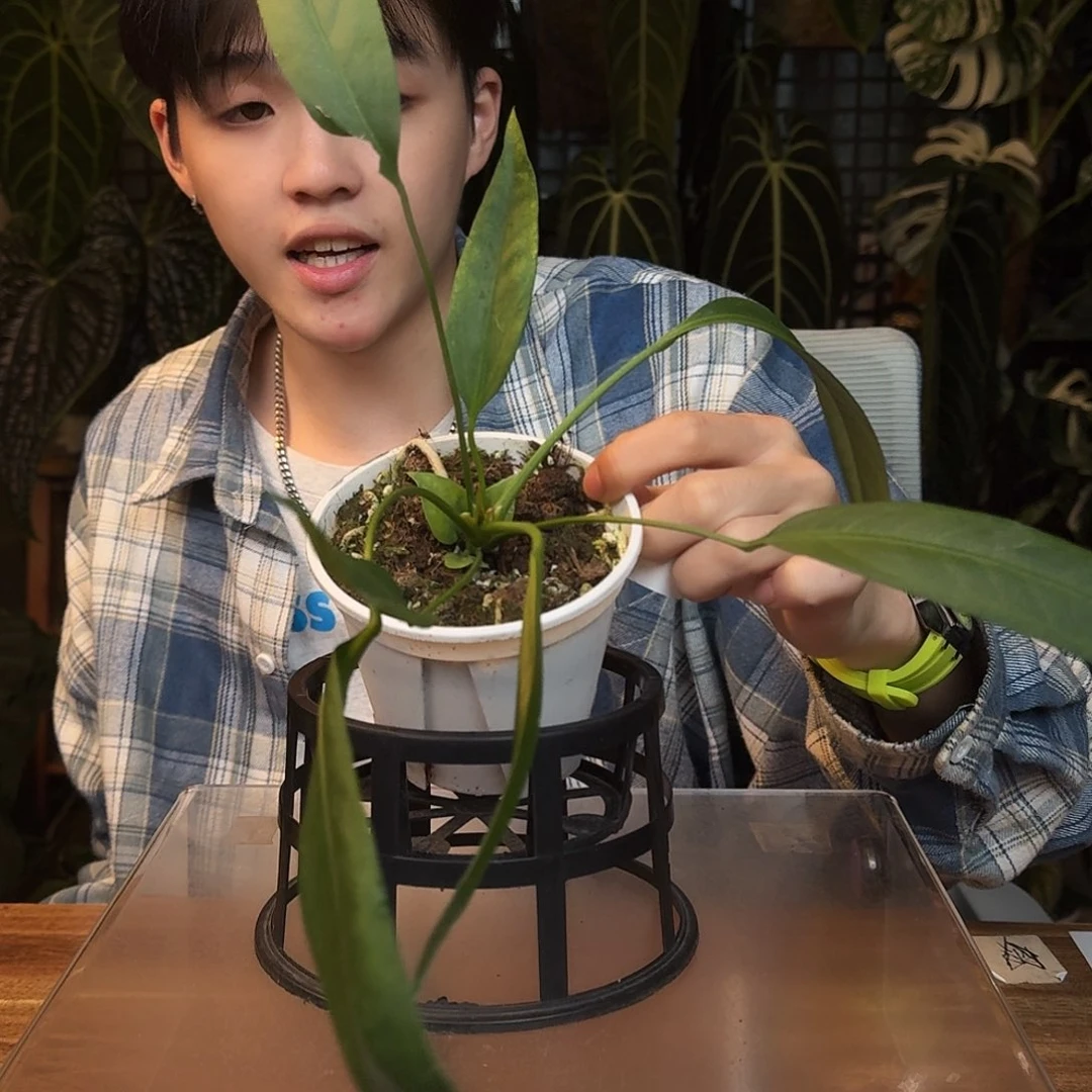 完全开放R154维塔领带