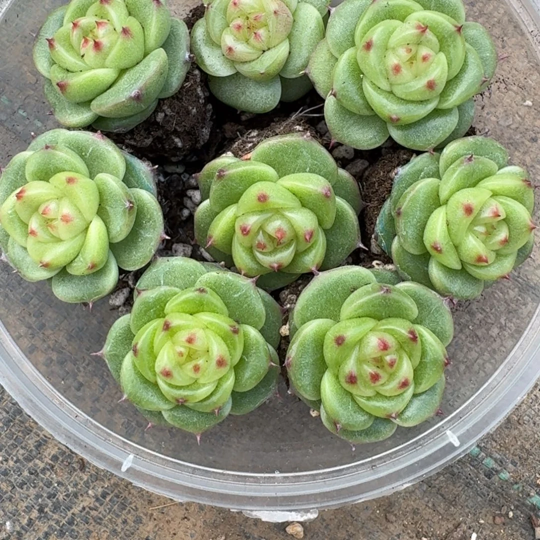 1005-46-宝拉单头量拍