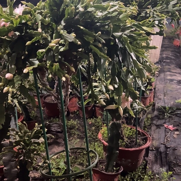 清***筑9片索菲亚叶片，，，