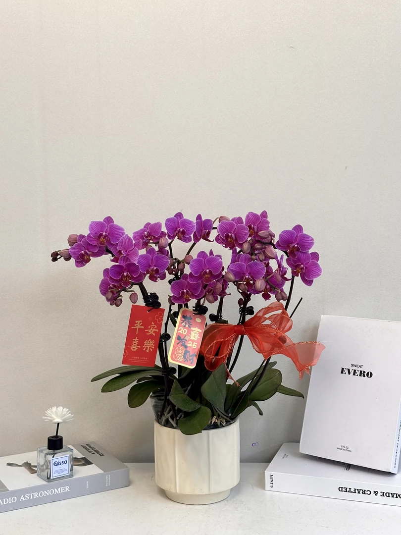 年宵花【财运】真花 送人送礼必备 过年居家首选 多样性发货