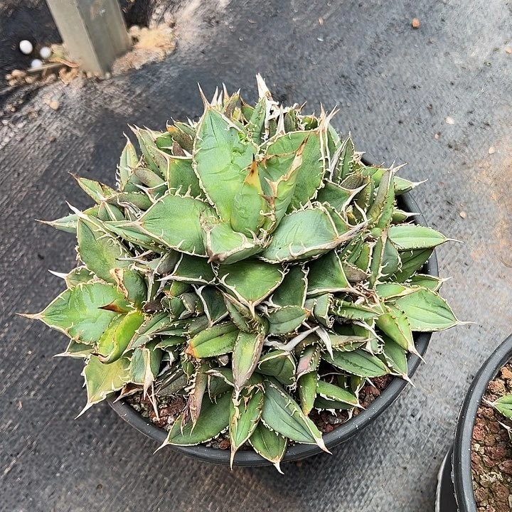 水***色龙舌兰多肉植物多肉