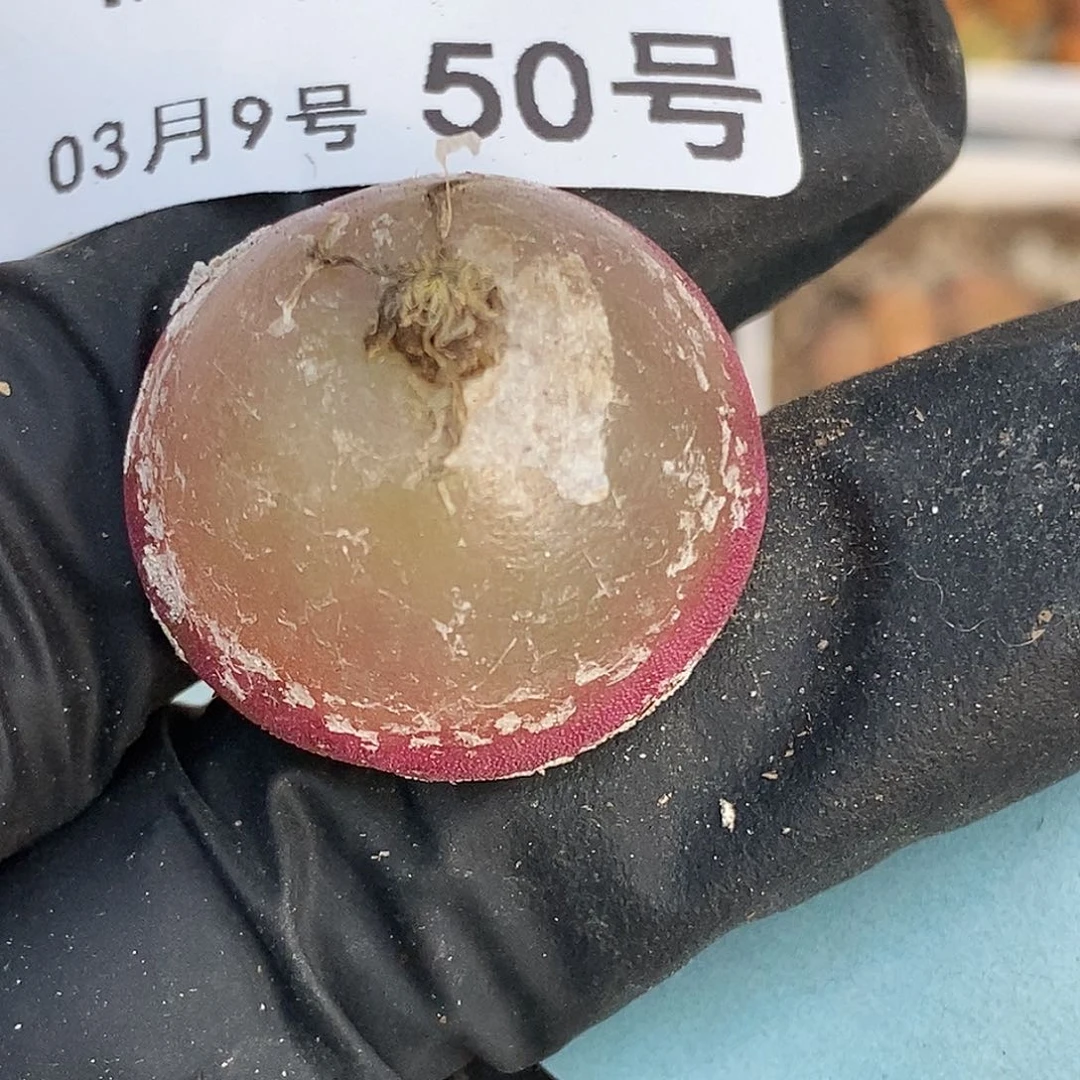 桃喜花园0309-50灯泡