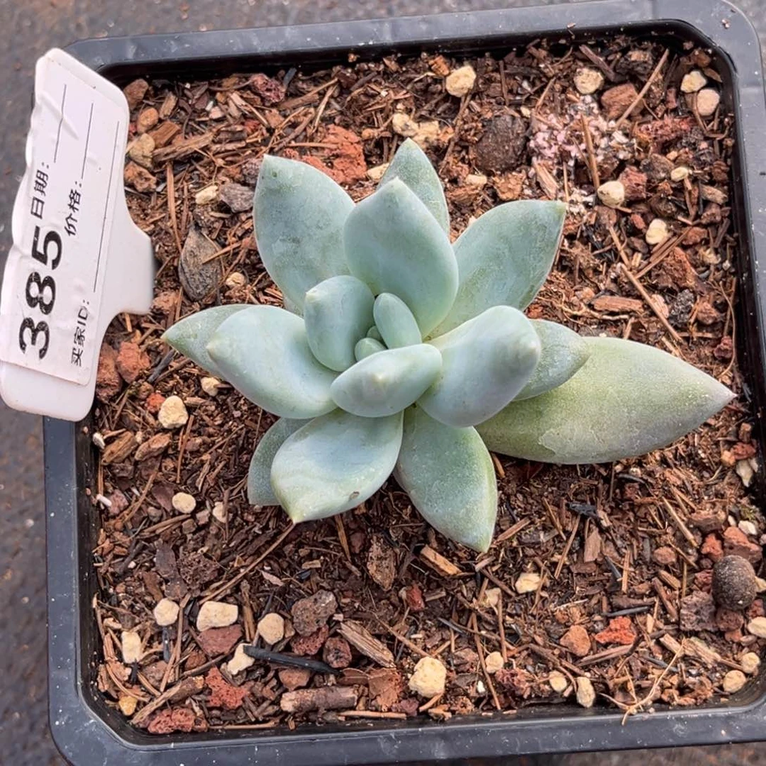 伊丽莎白多肉植物386