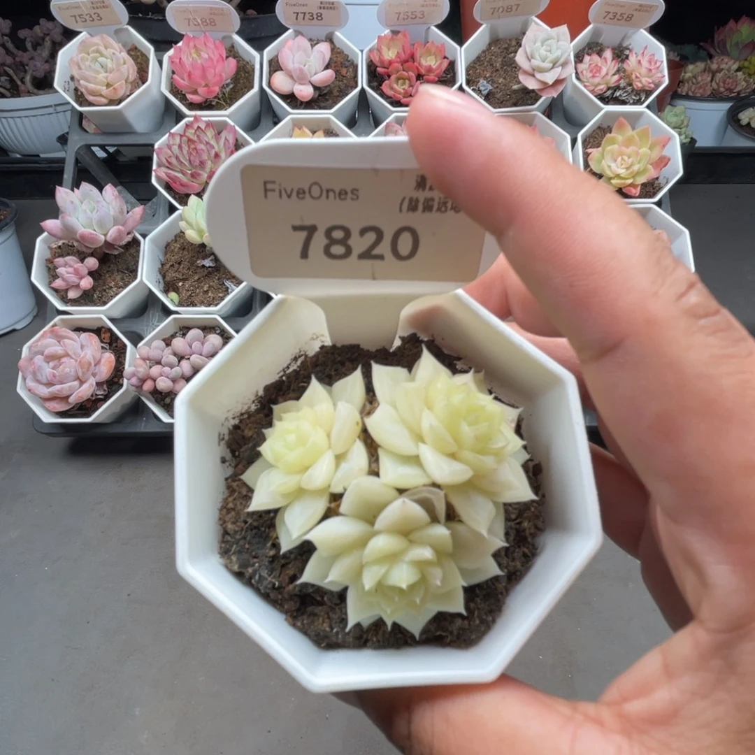 7820白天鹅 5.0厘米
