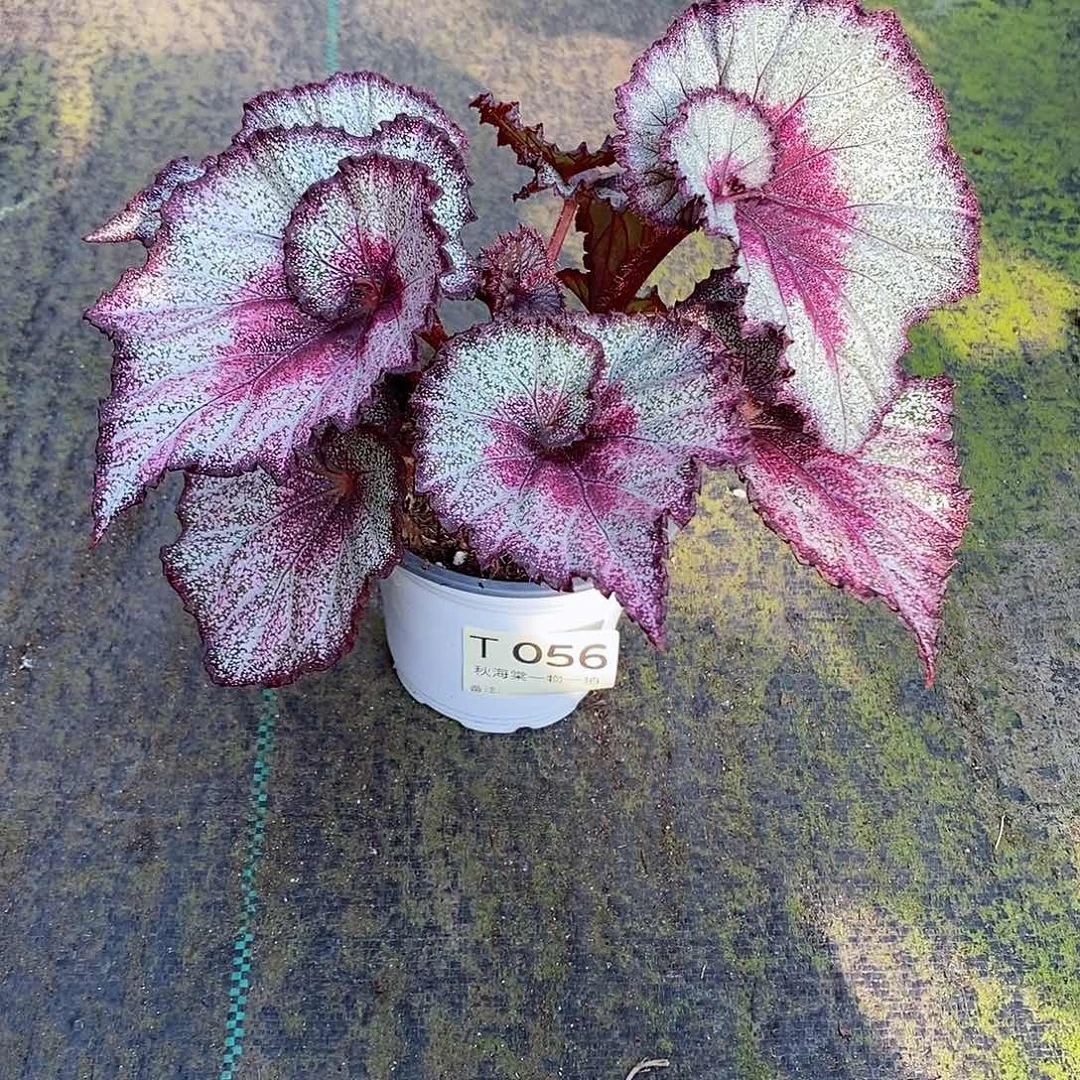 不开花植物丫*秋海棠056