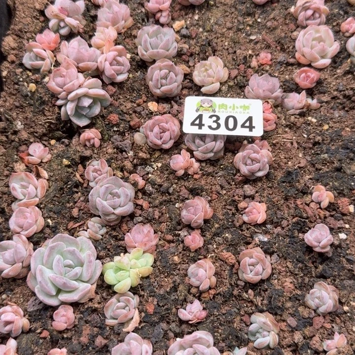 温***，无花朵多肉植物多肉植物