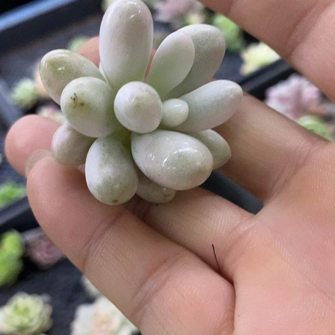 311汤圆锦炸多肉植物哇啦塞