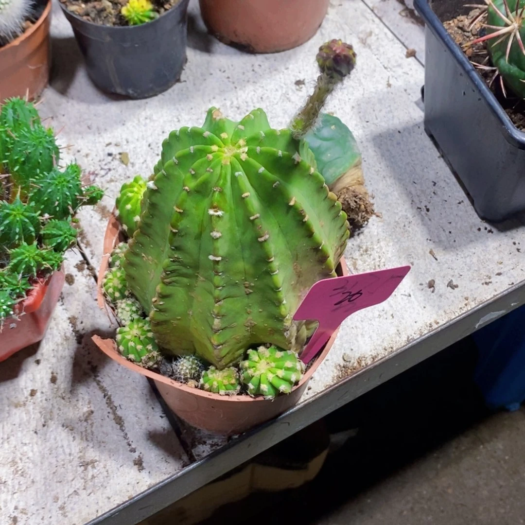 20号短毛丸1111111个