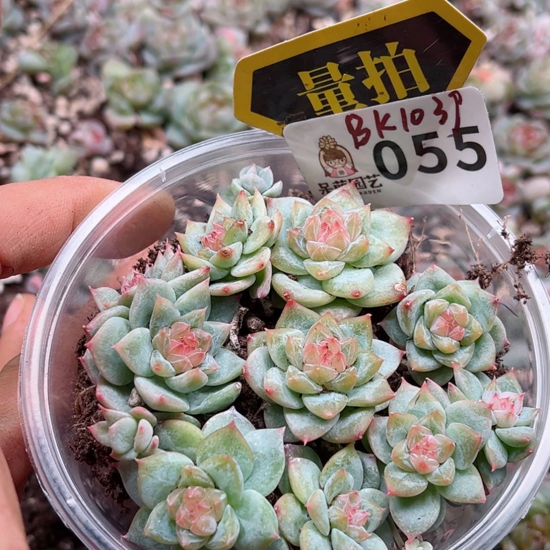 多肉植物多肉植物