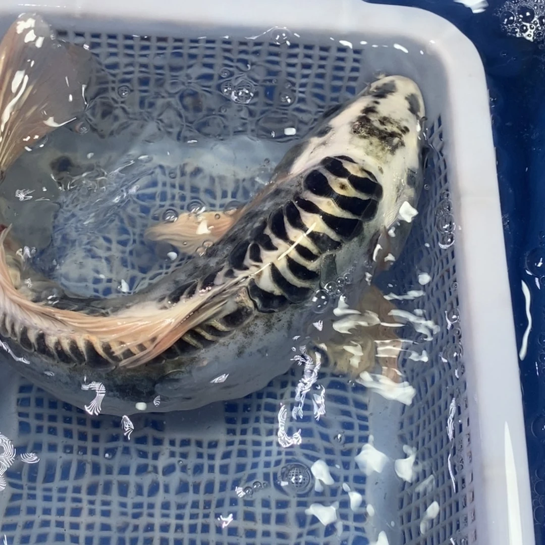 锦鲤冷水锦鲤包邮